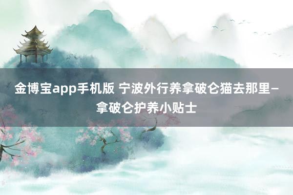 金博宝app手机版 宁波外行养拿破仑猫去那里—拿破仑护养小贴士