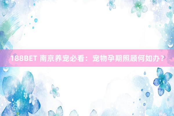 188BET 南京养宠必看：宠物孕期照顾何如办？