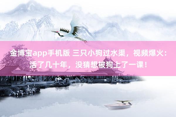 金博宝app手机版 三只小狗过水渠，视频爆火：活了几十年，没猜想被狗上了一课！